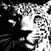 Лесной турнир силы - 12 августа 2012 года - последнее сообщение от Jaguar